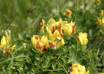 Kopf-Zwerggeißklee (Chamaecytisus supinus) - © Emanuel Trummer